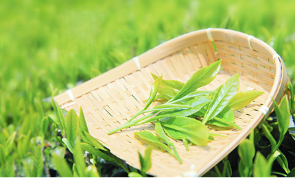 HTML5提供了一些新的元素和屬性